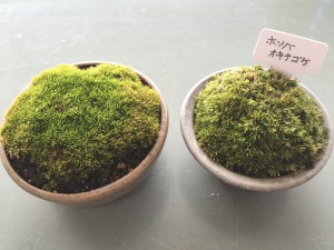 ﾎｿﾊﾞｵｷﾅｺﾞｹ